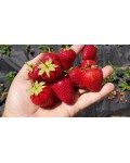 Fragaria ananassa ‘Cabrillo’